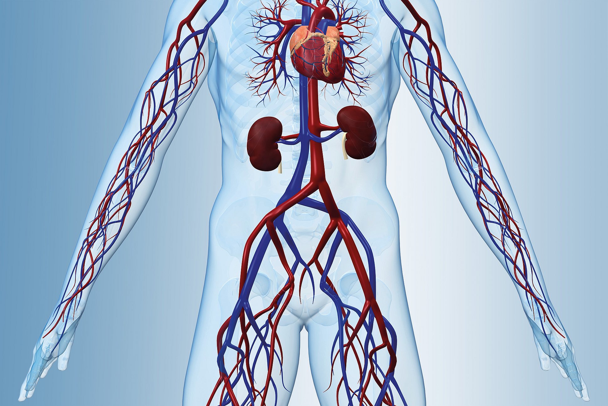 Венозный застой крови. Система кровообращения венозная система. Система кровообращения человека кровеносные сосуды. Вена кровеносный сосуд. Система кровообращения артериальная система.