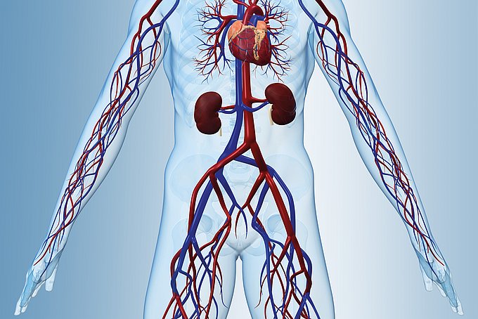 Die Arterien Lebensadern Fur Die Organe Hgz Bad Bevensen