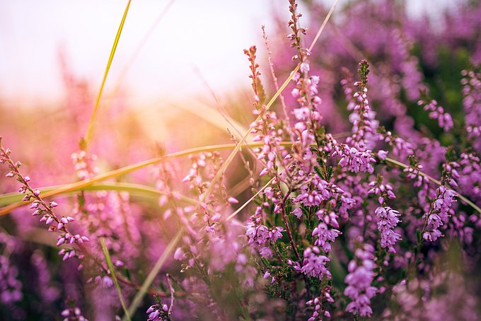 Dies zeigt blühende Heide.