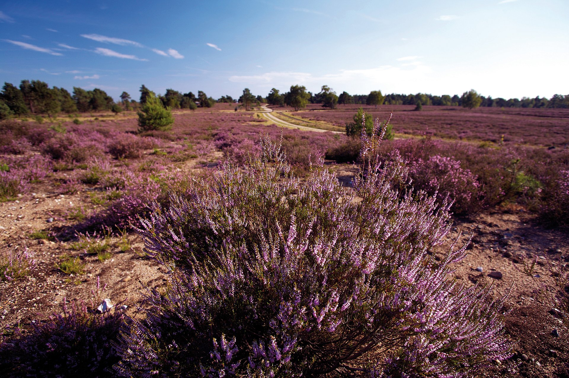 Lüneburger Heide Dies zeigt die blühende Lüneburger Heide.