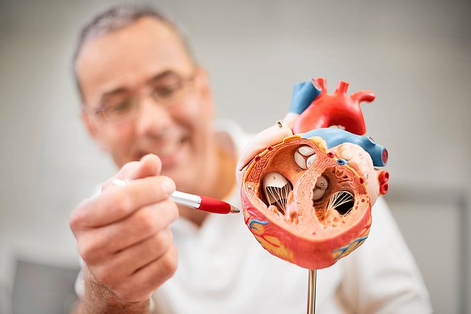 Dies ist ein Arzt, der etwas an einem Herzmodell erläutert.