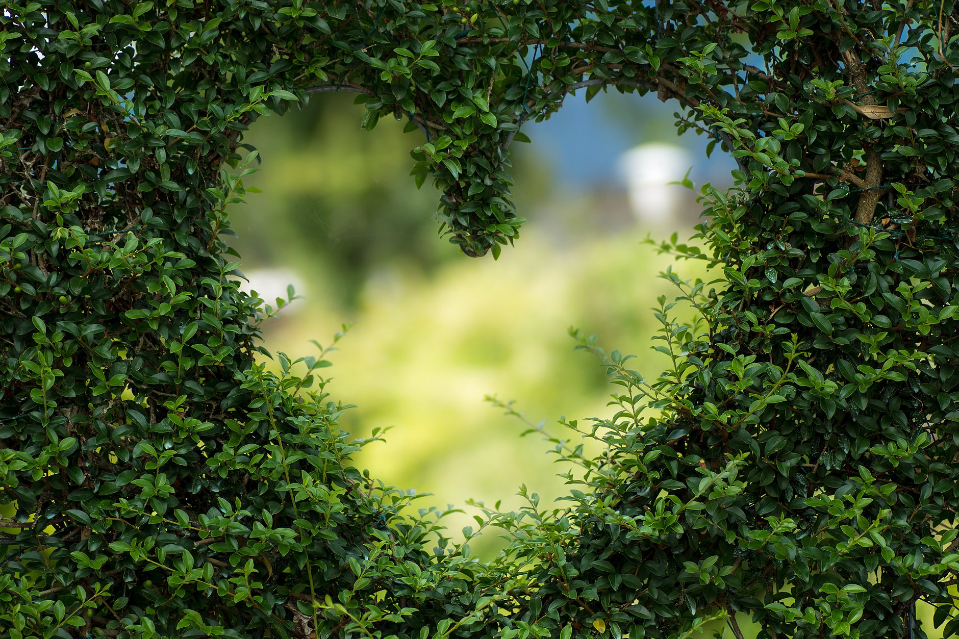 HGZ | Herzinsuffizienz vernetzte Erkrankungen Dies zeigt die Form eines Herzens, das in eine grüne Hecke geschnitten wurde.