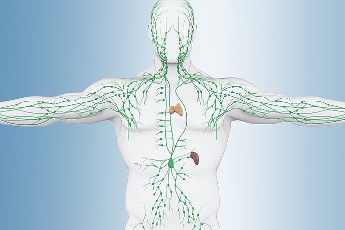 Dies veranschaulicht die Lymphgefäße im menschlichen Körper.