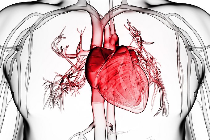 Dies zeigt illustrativ die Lage des Herzen im menschlichen Körper.