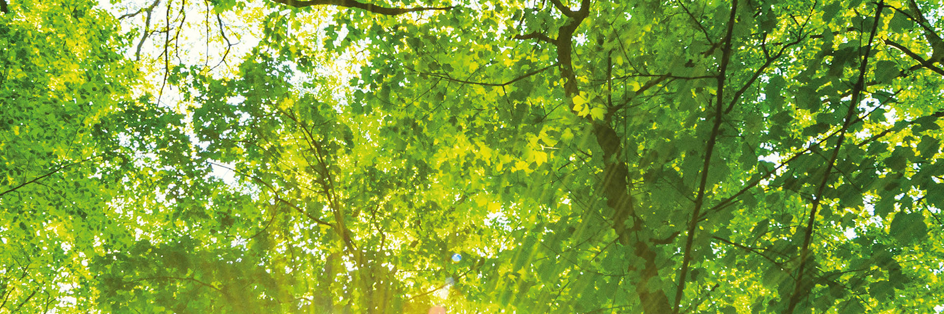 HGZ | im Waldgebiet von Bad Bevensen Dies ist ein Bild von dem Waldgebiet neben dem HGZ am Rande der Stadt Bad Bevensen.
